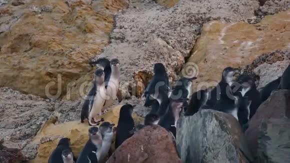 新西兰奥马劳小企鹅幼鸟毛夜间返回海岸在巢中觅食雏鸟视频的预览图