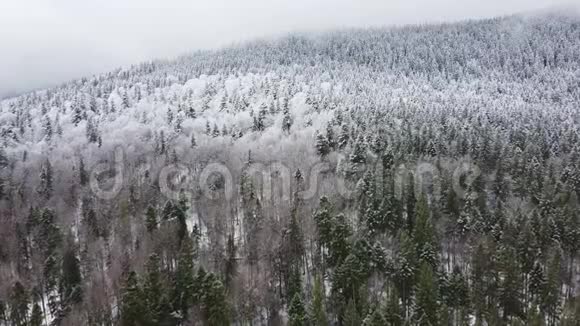 在半覆盖着雪的松树林里一只只雄鹿飞过视频的预览图