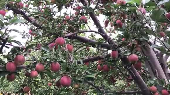 苹果花园里的苹果树视频的预览图