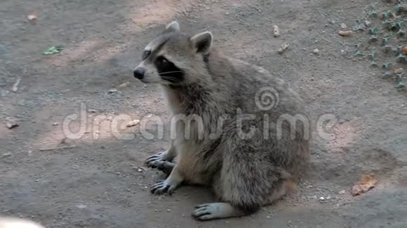 浣熊坐在露天动物园的地上视频的预览图