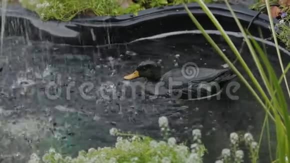 人工水库中的黑人工鸭视频的预览图