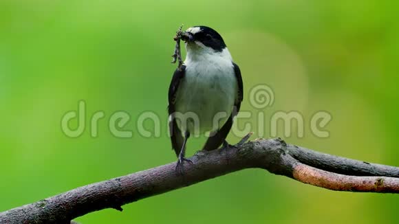 欧洲的披风捕蝇器绿林中的一只小飞虫雄鸟坐在树枝上旁边是他的喙视频的预览图