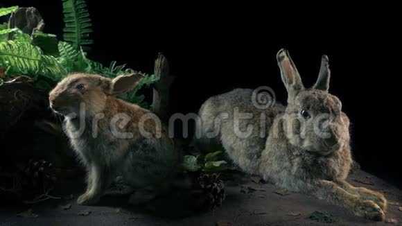 兔子在自然历史上的展示视频的预览图