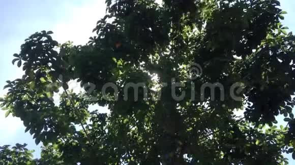 阳光明媚的蓝天上有美丽的枝条和绿色的叶子的遮荫树下清新的气氛视频的预览图