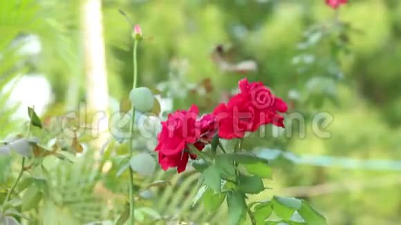植物园里春天美丽的红玫瑰视频的预览图