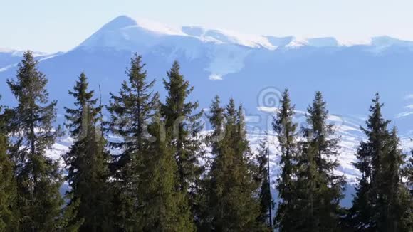 胡佛拉雪山穿过山区针叶林视频的预览图