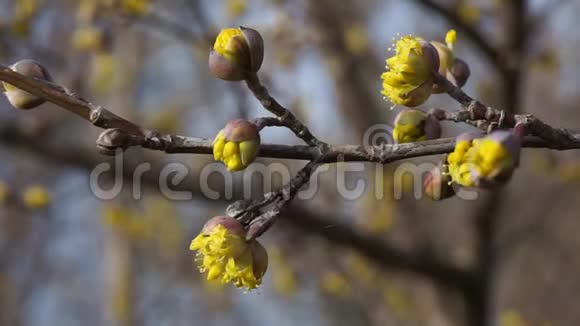 春天的黄花在树枝上视频的预览图