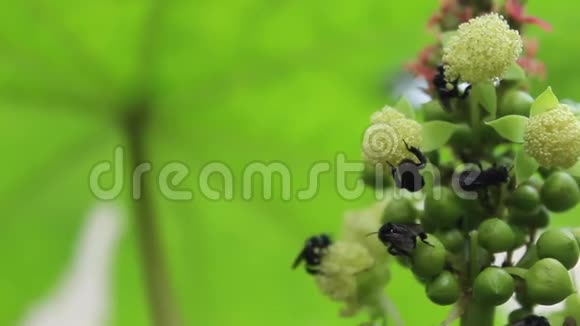 蓖麻花蓖麻和印度黑匠蜜蜂视频的预览图
