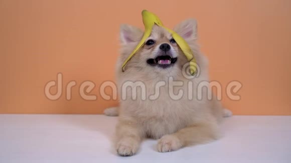 波美拉尼亚狗有趣的宠物它的头上有香蕉皮看着相机视频的预览图
