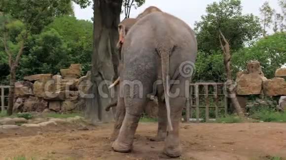 阳光明媚的一天印度小象在动物园跳舞快乐视频的预览图