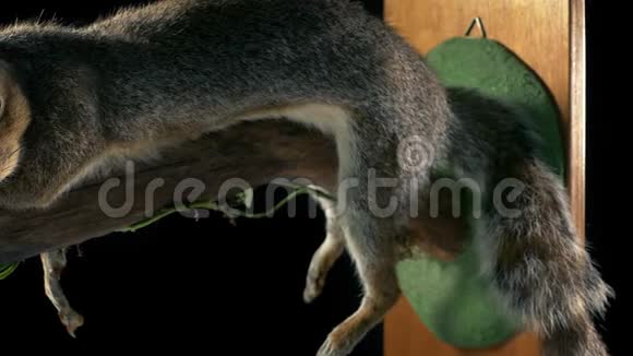 松鼠在自然历史展示视频的预览图