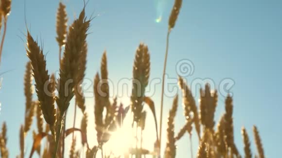 环保小麦在蓝天上成熟小麦的田野小麦的穗子和谷粒摇动着视频的预览图