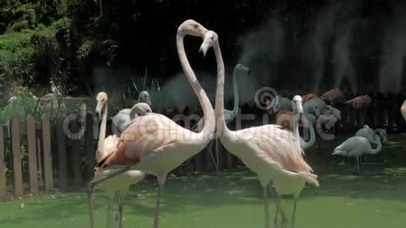 动物园里的一群火烈鸟阿根廷火烈鸟视频的预览图