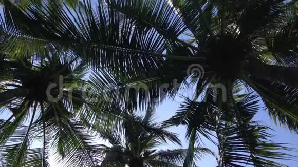 阳光明媚的天空下椰树棕榈树下的热带氛围视频的预览图