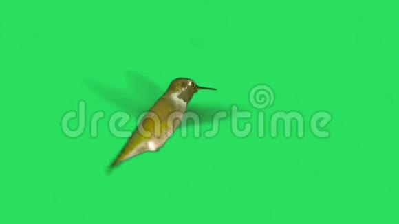绿色背景下的动画蜂鸟视频的预览图