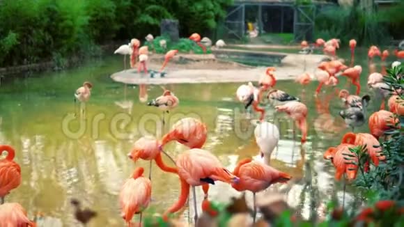 一群五颜六色的火烈鸟在池塘里视频的预览图