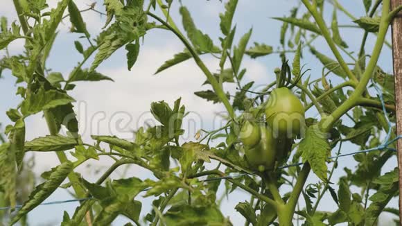 未成熟的西红柿在农民种植园特写绿色西红柿成熟在灌木丛的树枝上番茄植株中的叶etus视频的预览图