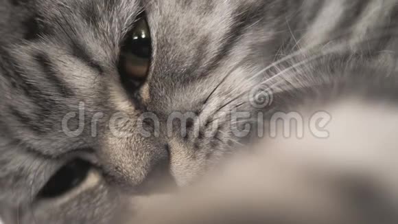 条纹灰猫在玩撒谎快乐的宠物在休息宠物很漂亮的猫肖特兰褶皱猫种特写视频的预览图