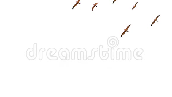 动画鸟在白色背景上飞行视频的预览图