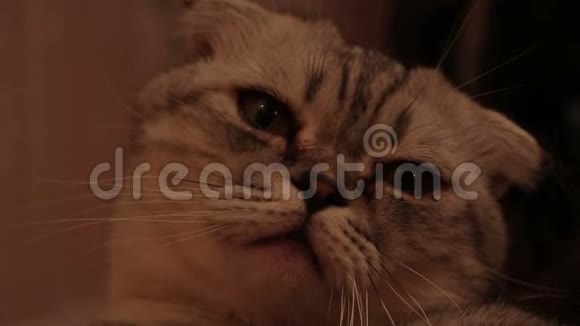 一只棕色大眼睛的苏格兰灰猫的特写脸视频的预览图