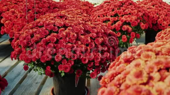 多个花盆有漂亮的菊花站在花店的木架上视频的预览图