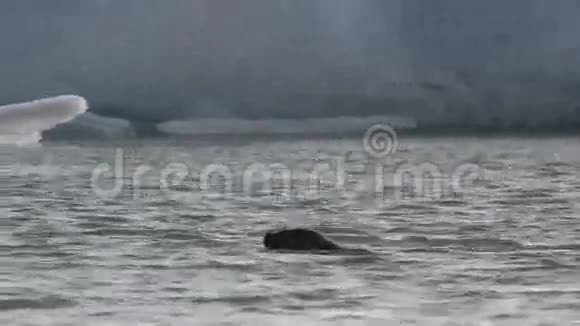 游泳海豹视频的预览图