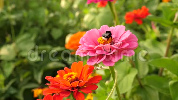 大黄蜂在春天夏天从花园里的一朵花中收集花蜜公园里有多种颜色的花美丽的花朵视频的预览图