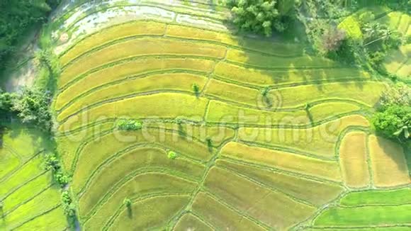 菲律宾巴拉望绿色稻田鸟瞰图视频的预览图