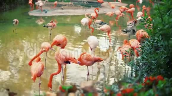 一群五颜六色的火烈鸟在池塘里视频的预览图
