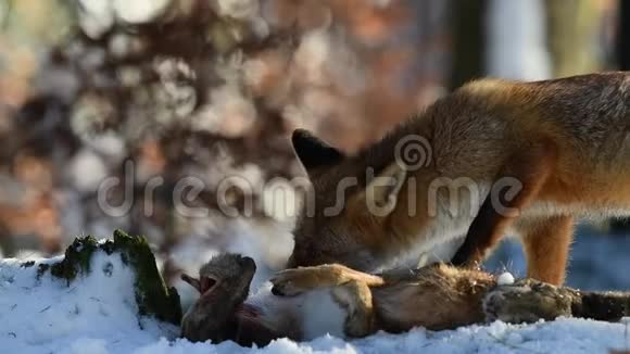 那只红狐狸吃了一只她在森林里抓到的野兔视频的预览图