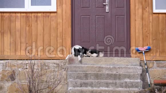 狗躺在街上房子前门的门口视频的预览图