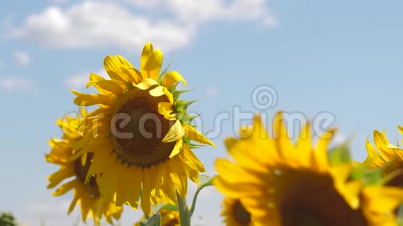 一朵向日葵在风中摇曳美丽的田野夏天有向日葵农作物在田间成熟的作物A视频的预览图