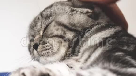 主人抚摸猫的背快乐的猫躺着看着镜头特写镜头美丽的英国苏格兰褶皱视频的预览图