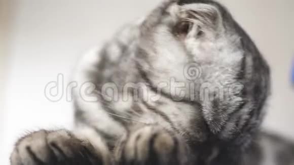英国苏格兰褶皱猫正在洗她的舌头快乐的猫洗舔他的爪子猫在撒谎漂亮的猫视频的预览图