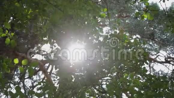 阳光透过树枝发出的明亮光芒视频的预览图