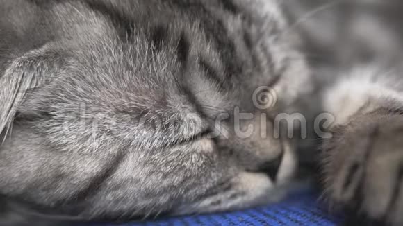 英国苏格兰折叠猫睡在扶手椅上快乐猫躺着休息漂亮的塔比猫宠物在休息视频的预览图