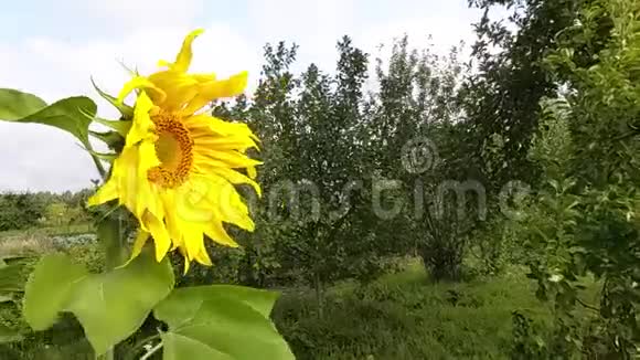 一朵黄色的大葵花在阳光明媚的天气里在绿色的花园里迎风飞舞视频的预览图