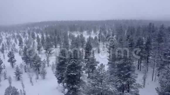 空中无人机在山林中的视野冬季景观飞过冰冻的雪杉和松树视频的预览图