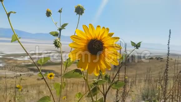 美国犹他州大盐湖羚羊岛田野的野葵视频的预览图