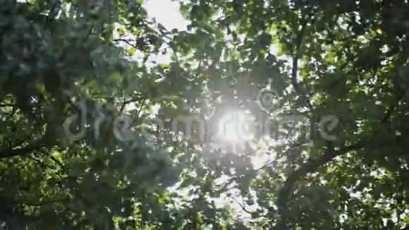 阳光透过树枝发出的明亮光芒视频的预览图