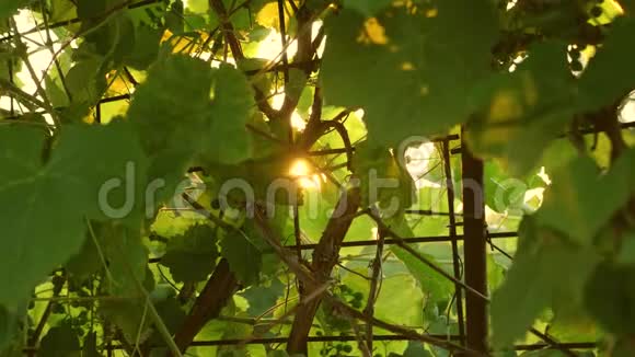 夕阳下的葡萄种植园美丽的葡萄带葡萄酿酒概念葡萄生意美丽的簇簇视频的预览图