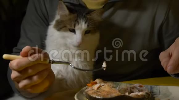猫闻到了准备好的红鱼的味道视频的预览图
