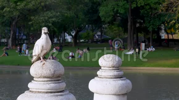 白色鸽子坐在公共公园的柱子上湖和人在后台视频的预览图