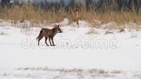 可爱的小红狐狸群在日出时奔跑在白雪覆盖的草地上视频的预览图