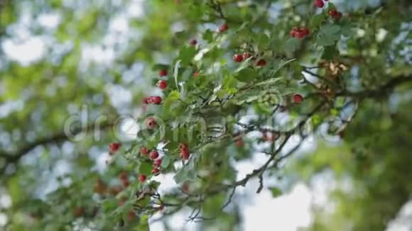 美丽的树树枝上有红色的浆果视频的预览图