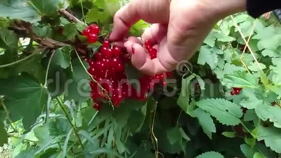 女人的手采摘红色醋栗浆果浆果收获视频的预览图