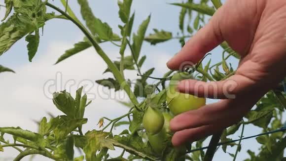 农民手检查绿色西红柿绿色西红柿成熟在灌木丛的树枝上园丁检查一个番茄作物视频的预览图