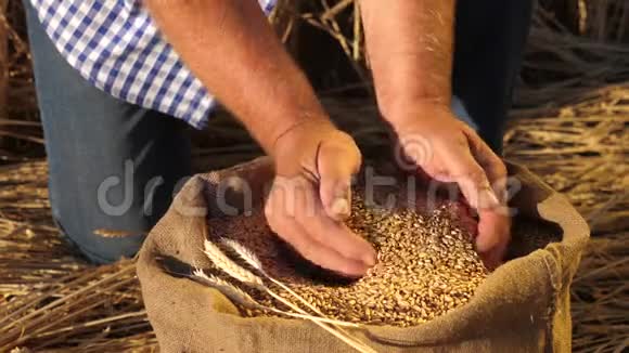 农民的手把麦粒倒进一个有耳朵的袋子里收割谷物农学家看粮食的质量视频的预览图