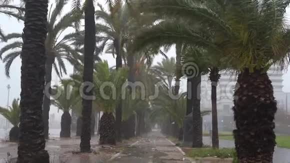 在一场严重的风暴中海边的棕榈巷视频的预览图