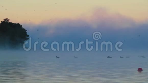 太阳升起时鸟儿在水面上飘浮在宁静的湖面上美丽的柔和的调色板上视频的预览图